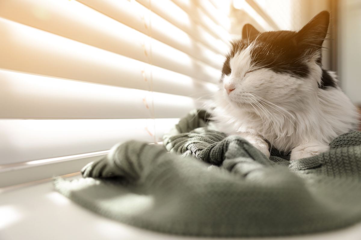 Cat relaxing on a blanket by a sunny apartment window